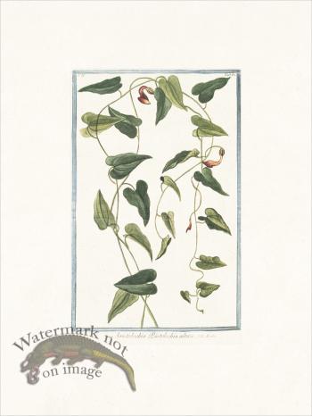 Bonelli 182 Aristolochia